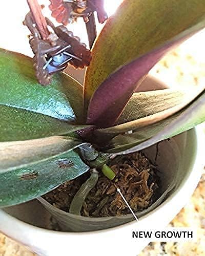 100 EarthPods - Bio Organic Orchid Fertilizer Spikes – Orchid Food Sticks – Premium Formula – Hand Made in USA