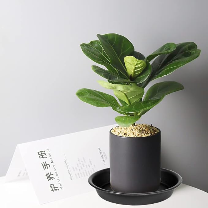 6 Pack Plastic Plant Saucer Water Drip Tray, 4 5 6 7 8 9 10 11 12 13 15 17 19 inch, Heavy Sturdy Plant Drainage Tray for Indoors Outdoor, Flower Saucers for Pots Base (4", Black)