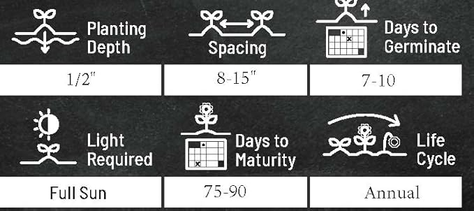 Zinnia Seeds for Planting – Non-GMO Heirloom Zinnia Flower Seeds – Full Instruction Packets to Plant in Your Home Outdoor Garden – Gardening Gift – 50 California Giant Zinnia Seeds (5 Packets)