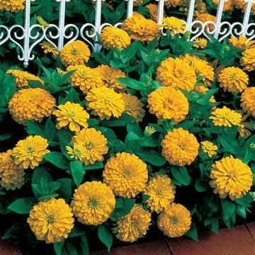 Park Seed Zinnia Flower Planting Seeds, Easy to Grow, Perfect for Spring Garden, Dreamland Yellow, Pack of 25