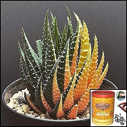 EarthPods® Organic Succulent & Cactus Fertilizer Spikes – 100 Plant Food Capsules - Made in USA
