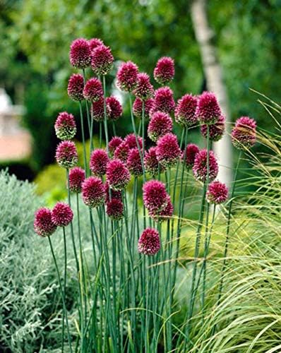 50 Allium Drumstick Bulbs for Planting - Exotic Blooming Onion - Beautiful Spring Flowers