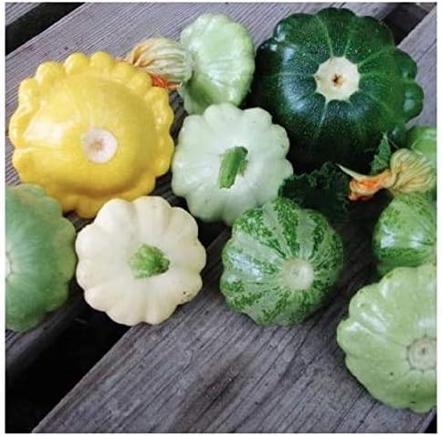 Heirloom Summer Scallop Blend Squash Seeds - Approximately 30 Seeds
