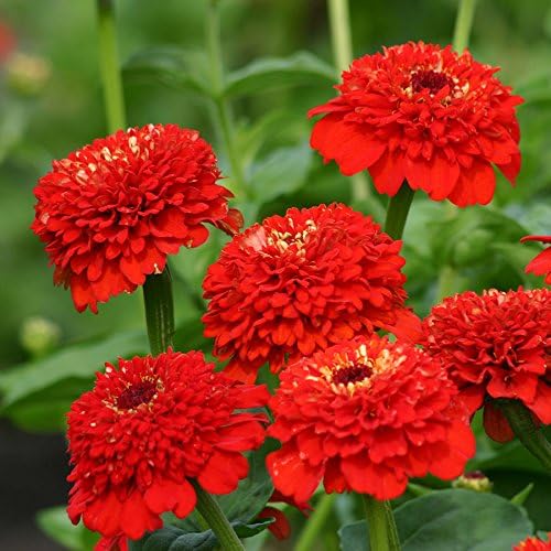 Park Seed Zinnia Flower Planting Seeds, Easy to Grow, Perfect for Spring Garden, Zinderella Red, Pack of 25