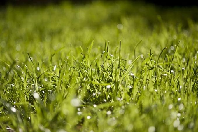 Pennington Signature Series Tall Fescue Blend Blue Tag 50 lb Grass Seed Partial Sun