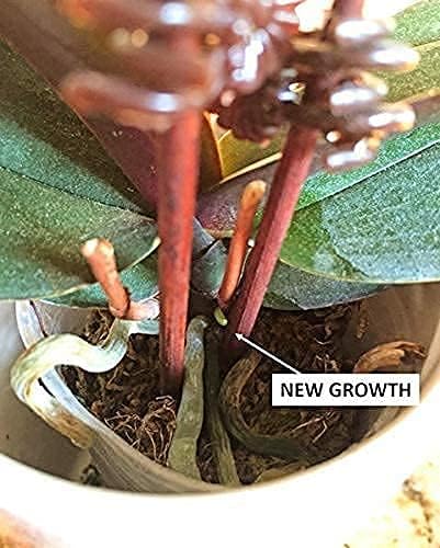 100 EarthPods - Bio Organic Orchid Fertilizer Spikes – Orchid Food Sticks – Premium Formula – Hand Made in USA