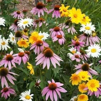Non GMO Bulk Partial Shade Wildflower Seed Mix 22 Species of Wildflower Seeds (5 Lbs)