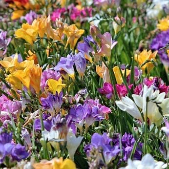 Amazing Deal - 30 Freesia Mixed Perennial Flower Bulbs - Vibrant, Variety Colorful, Fragrant Flower Perfect for Gardens - Easy to Grow - Attracts Butterflies, Bees & Hummingbirds