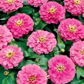 Park Seed Zinnia Flower Planting Seeds, Easy to Grow, Perfect for Spring Garden, Magellan Pink, Pack of 25
