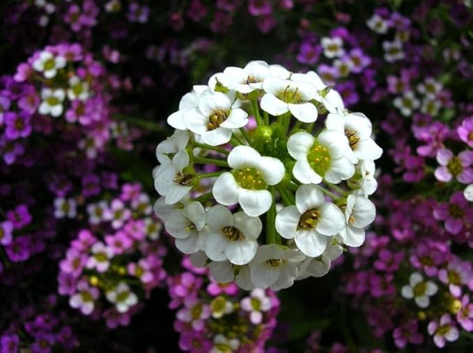 Seeds Sweet Alyssum Seed Mix 800+ Seeds for Planting Carpet Flower Annual Plant Non-GMO Lobularia Maritima