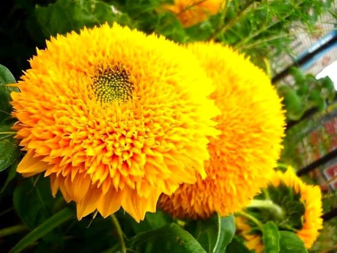 Seeds Fluffy Sunflower Teddy Bear 20 Seeds for Growing Dwarf 20-30” Tall Annual Plant Double Sunflower Pom-Pom Sunflower