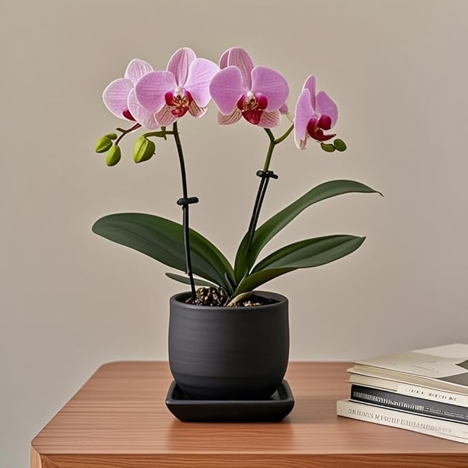 Square Plant Saucer 8 Inch 2 Pack，Plant Trays for Pots, Black Ceramic Plant Saucers for Indoors Outdoors, Plant Drip Tray 4 6 8 10 12 14 Inch