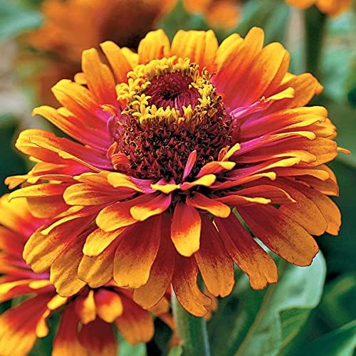 Park Seed Zinnia Flower Planting Seeds, Easy to Grow, Perfect for Spring Garden, Zowie! Yellow Flame, Pack of 15