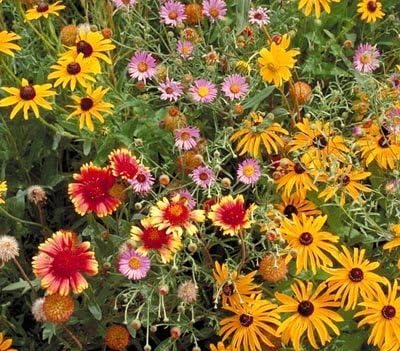 Outsidepride Perennial Wild Flower Seed Mix - 1/4 lb. Diverse, Long-Lasting Blooms, Easy to Grow Perennial Flower Seeds For All States, Perfect for Home Gardens, Landscapes, and Attracting Pollinators