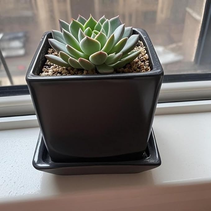 Square Plant Saucer 4 Inch 2 Pack，Plant Trays for Pots, Black Ceramic Plant Saucers for Indoors Outdoors, Plant Drip Tray 4 6 8 10 12 14 Inch