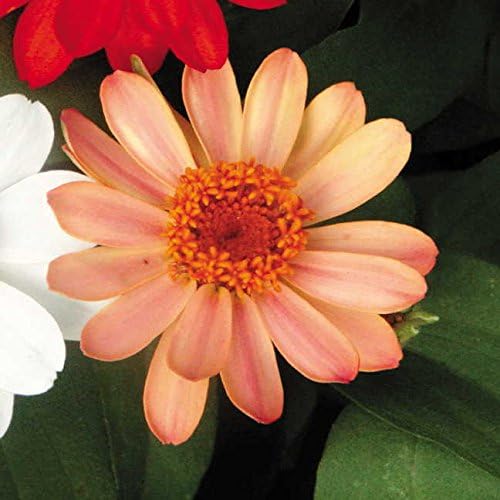 Park Seed Zinnia Flower Planting Seeds, Easy to Grow, Perfect for Spring Garden, Profusion Apricot, Pack of 25