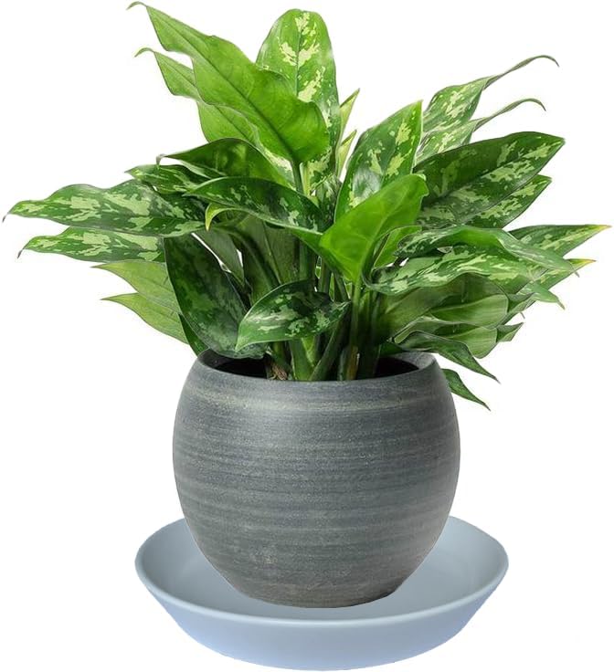 14 Inch Plant Saucer Tray 4 5 6 8 10 12 14 15 Inch Ceramic Plant Saucers for Indoors Outdoor, Drainage Drip Water Trays for Planter Pots Flower, Glazed Pot Saucers Trays (15 Inch)