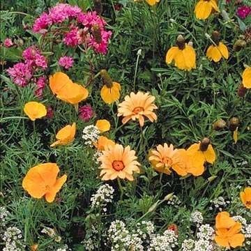 Outsidepride Southwest Wild Flower Seed Mix - 1 lb. Heat & Drought Tolerant Premium Blend of Annual & Perennial Wildflower Seeds for Planting on Outdoor Lawns & Gardens from Spring to Fall