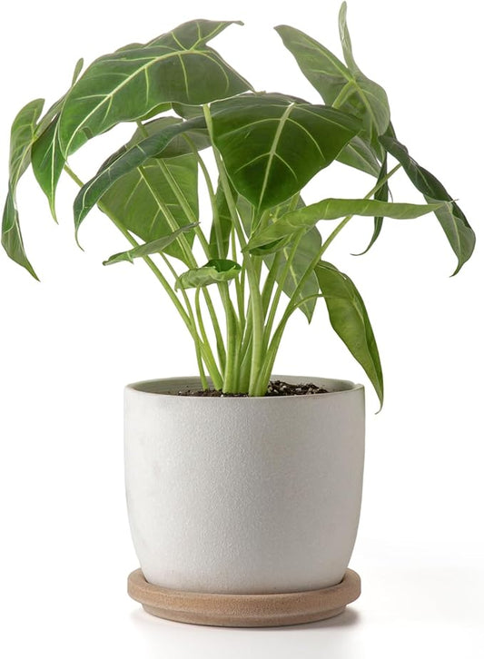 Ceramic Flower Pots Indoor-Outdoor: 7.75 Inch Large Planters with Drainage Holes & Saucer - Modern Decorative Plant Pots Ceramic for Home Gardeners (White)