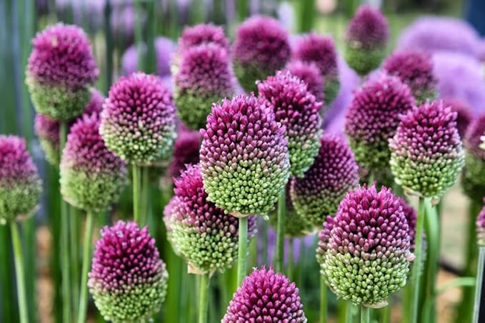 Drumstick Allium (Allium sphaerocephalon) Bulbs – Easy-to-Grow Perennial Flowers, Deer Resistant, Stunning Blooming Garden Accents (25 Bulbs)