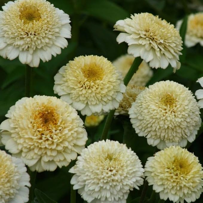 Eden Brothers Zinnia Seeds - Zinderella White, Non-GMO Seeds for Planting, Packet | Low-Maintenance Flower Seeds, Plant During Spring, Zones 2, 3, 4, 5, 6, 7, 8, 9, 10, 11