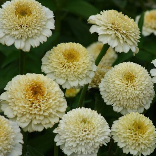 Eden Brothers Zinnia Seeds - Zinderella White, Non-GMO Seeds for Planting, Packet | Low-Maintenance Flower Seeds, Plant During Spring, Zones 2, 3, 4, 5, 6, 7, 8, 9, 10, 11