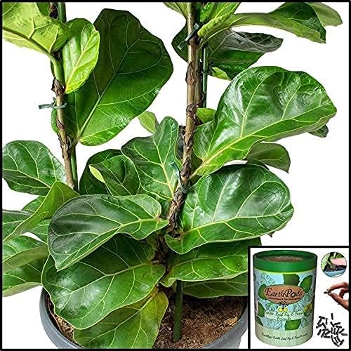 EarthPods® Fiddle Leaf Fig Fertilizer Spikes – 100 Organic Plant Food Capsules for Ficus, Monstera, Rubber Tree, Dracaena, Pothos, Calathea - Made in USA