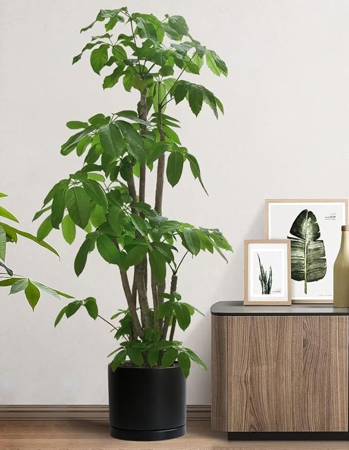 Ceramic Plant Saucer Black Deep Pot Tray - 1 Pack 15 inch, Planter Saucers Water Drip Trays for Indoors Outdoor, Thick Durable Sturdy Flower Pot Saucers for Glazing Pots Base(15"/13.5"-Size)