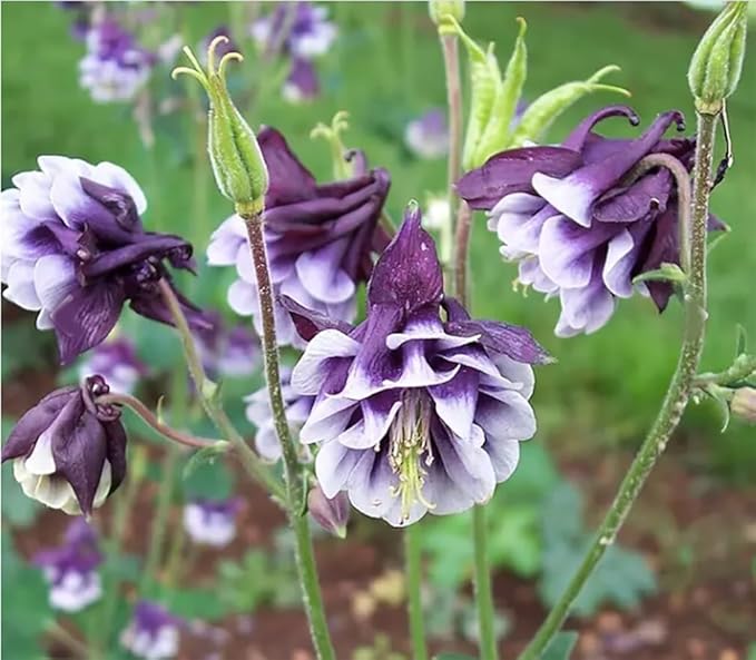 Double Mixed European Columbine Seeds - 16" Tall