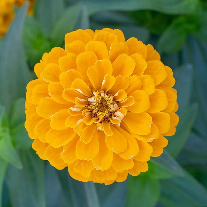 Eden Brothers Zinnia Seeds - Benary Giant Golden Yellow