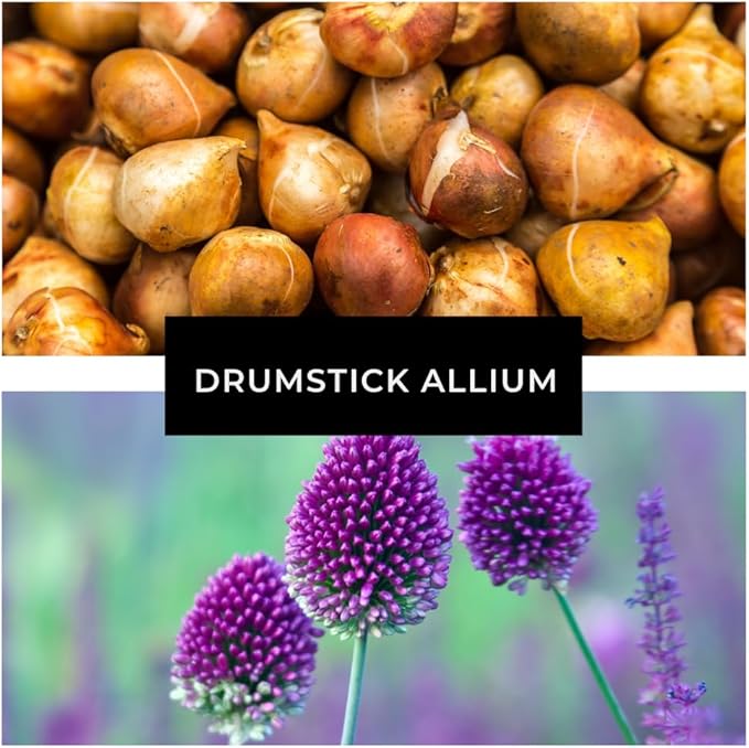 Drumstick Allium (Allium sphaerocephalon) Bulbs – Easy-to-Grow Perennial Flowers, Deer Resistant, Stunning Blooming Garden Accents (5 Bulbs)