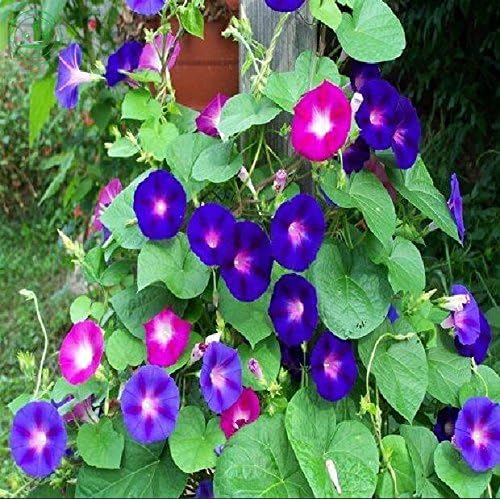 Non GMO Bulk Morning Glory, Mix Flower Seeds (1/2 Lb)