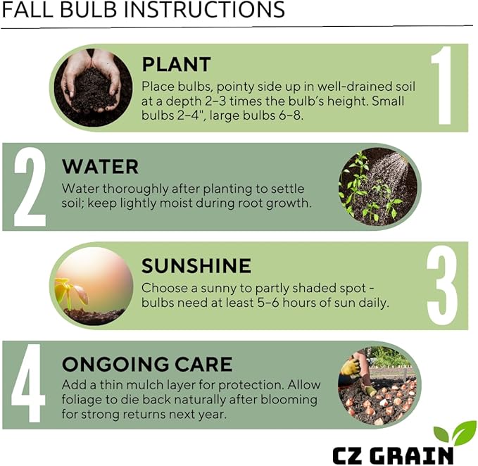 Drumstick Allium (Allium sphaerocephalon) Bulbs – Easy-to-Grow Perennial Flowers, Deer Resistant, Stunning Blooming Garden Accents (25 Bulbs)