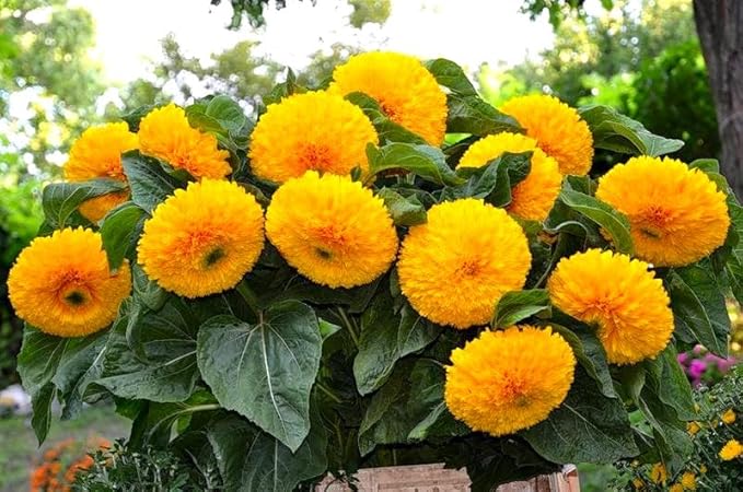 Seeds Fluffy Sunflower Teddy Bear 20 Seeds for Growing Dwarf 20-30” Tall Annual Plant Double Sunflower Pom-Pom Sunflower