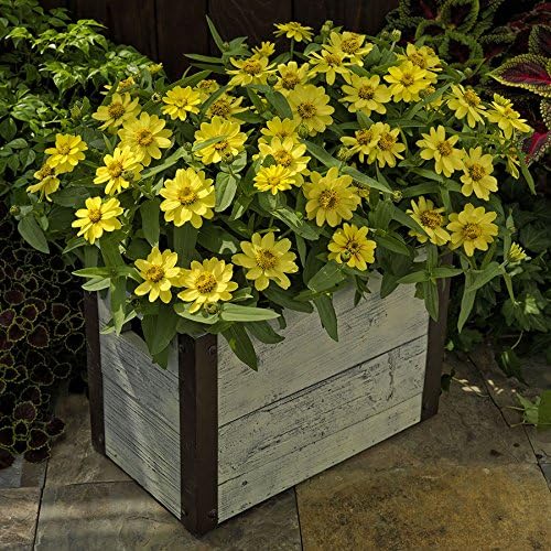 Park Seed Zinnia Flower Planting Seeds, Easy to Grow, Perfect for Spring Garden, Profusion Lemon, Pack of 25
