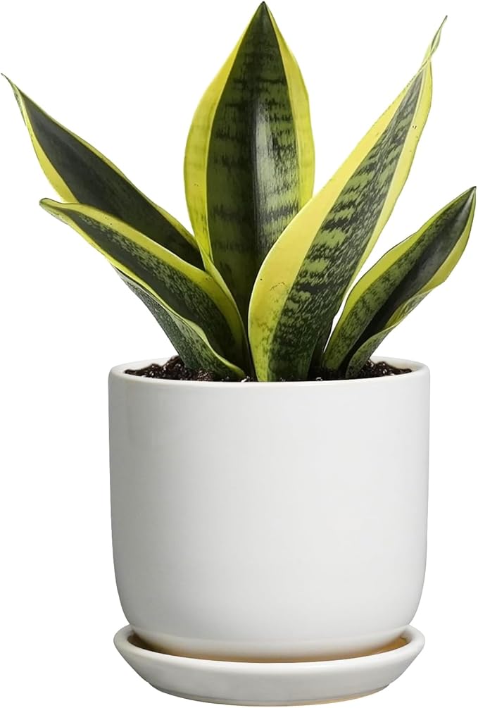 Indoor Plant Pot 5 Inch - Round Ceramic Planter for Succulent Plants with Drainage Hole and Saucer, Modern Home Decor, White