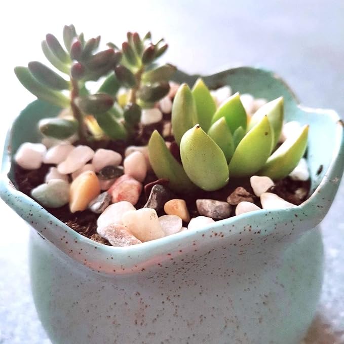 TOYPOPOR Mixed Color Decorative Rocks Stones Pebbles for Plants Garden Gravel White Rocks with Yellow, Green Pastel Accents Vase Fillers Natural Stone Top Dressing for Potted Plants Succulents 6 lbs