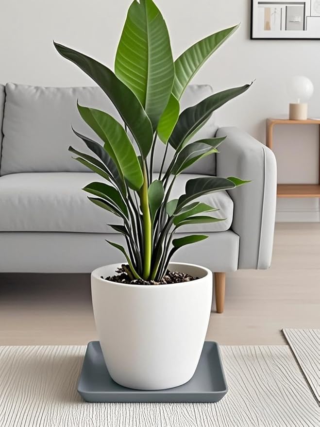 Square Plant Saucer 14 Inch 1 Pack，Plant Trays for Pots, Gray Ceramic Plant Saucers for Indoors Outdoors, Plant Drip Tray 4 6 8 10 12 14 Inch