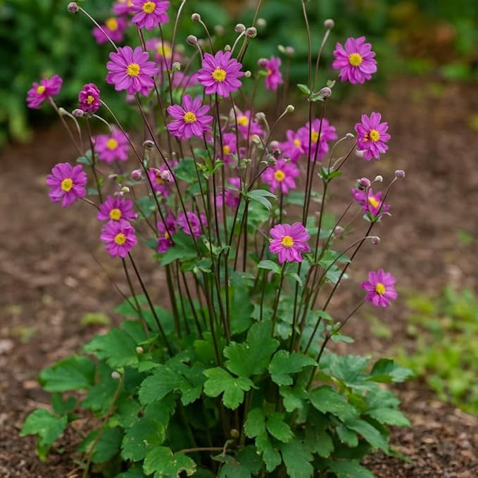 Perennial Farm Anemone x Hybrida 'Pamina' – Live Windflower in #1 Container, Semi-Double Deep Rose-Pink Blooms, Long Blooming, Deer Resistant, Perfect for Borders, Shade & Pollinator Gardens