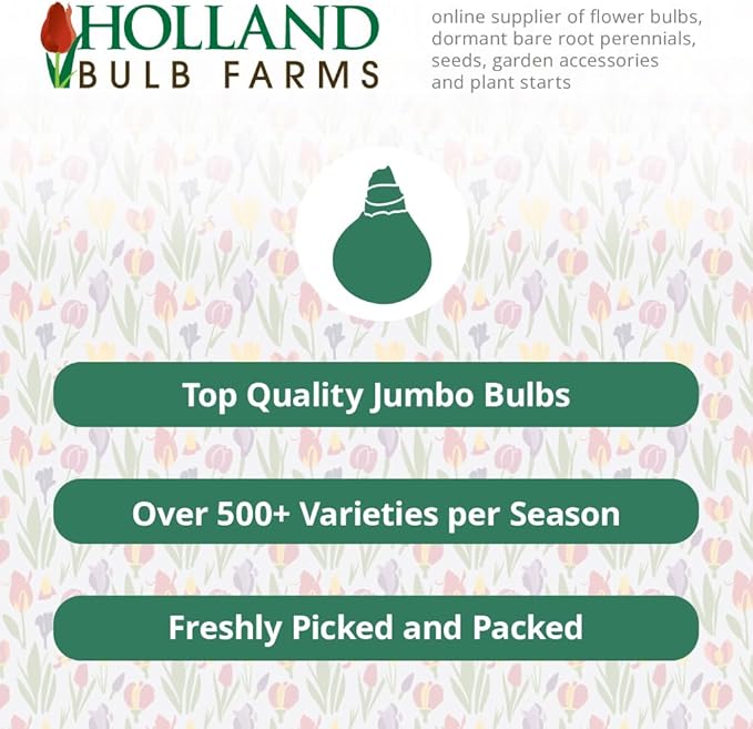 Gladiator Allium Flower Bulbs - Attracts Butterflies and Hummingbirds - Deer Resistant - Good as Cut Flowers - Naturalizing - Perennializing