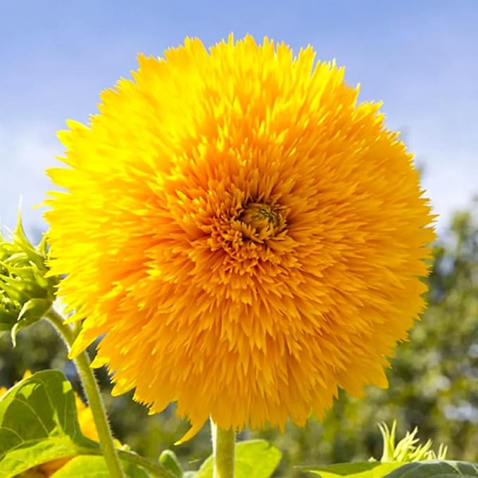 Seeds Fluffy Sunflower Teddy Bear 20 Seeds for Growing Dwarf 20-30” Tall Annual Plant Double Sunflower Pom-Pom Sunflower