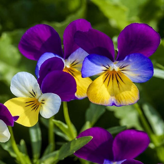 Outsidepride Johnny Jump Up Viola Wild Flower Seeds - 1/2 lb Easy-to-Grow, Compact & Hardy Perennial Seeds for Planting Outdoors, Ideal for Pollinators, Garden Beds, Containers, & Hanging Baskets
