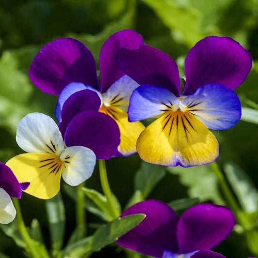 Outsidepride Johnny Jump Up Viola Wild Flower Seeds - 5000 Pcs Easy-to-Grow, Compact & Hardy Perennial Seeds for Planting Outdoors, Ideal for Pollinators, Garden Beds, Containers, & Hanging Baskets