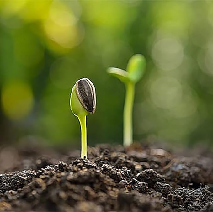 Teddy Bear - Fluffy, Dwarf Sunflower Seeds - 30 Seeds - Up to 40" Tall