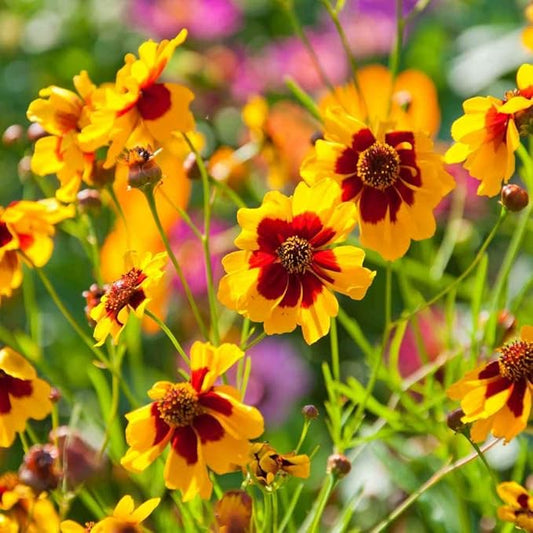 Outsidepride Plains Coreopsis Seeds - 5 lbs. Annual, Drought & Humidity Tolerant, Flower Seeds for Planting Vibrant Bicolored Blooms, Ideal for Xeriscaping and Low Maintenance Gardens