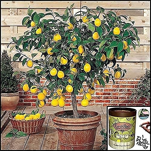 EarthPods® Organic Fruit Tree & Citrus Fertilizer Spikes – 100 Plant Food Capsules - Made in USA
