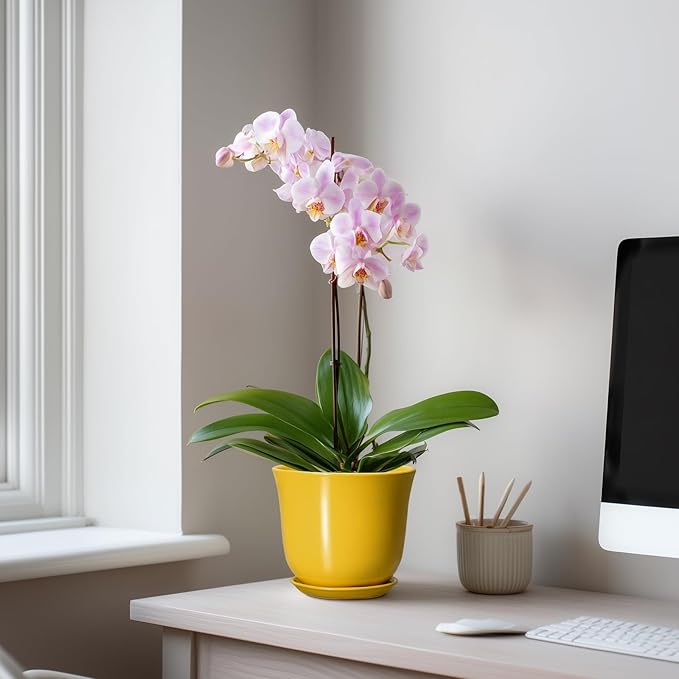 Ceramic Plant Pots - 5.6 Inch Planter with Drainage Hole and Saucer, Round Small Plant Pot for Indoor Outdoor, Modern Flower Succulent Orchid Pot, Desk Decor, Plant Lover Gifts, Yellow