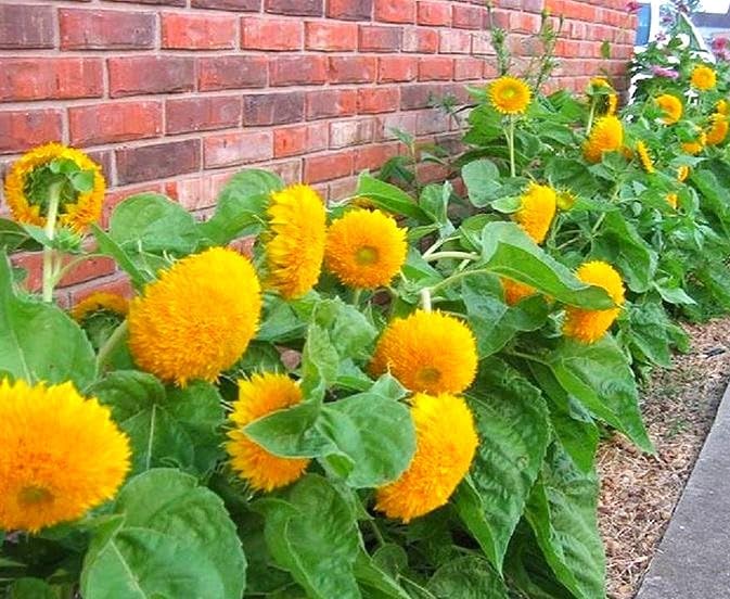 Seeds Fluffy Sunflower Teddy Bear 20 Seeds for Growing Dwarf 20-30” Tall Annual Plant Double Sunflower Pom-Pom Sunflower