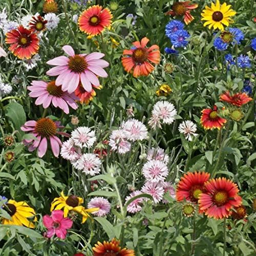 Outsidepride Northeast Wild Flower Seed Mix - 5 lbs Premium Blend of Vibrant Biennial & Annual Wildflower Seeds for Northeastern States, Ideal for Meadows, Borders & Gardens, & Attracting Pollinators