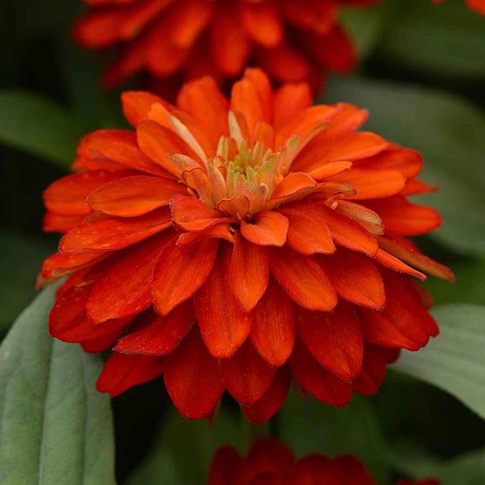 Eden Brothers Zinnia Seeds - Double Zahara Fire, Non-GMO Seeds for Planting, Packet | Low-Maintenance Flower Seeds, Plant During Spring, Zones 2, 3, 4, 5, 6, 7, 8, 9, 10, 11